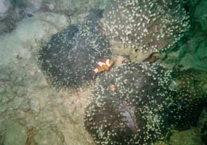 Clown fish