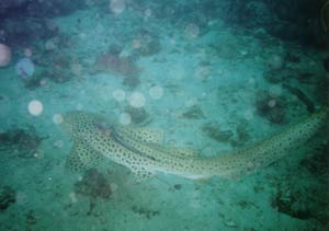 Leopard shark 2