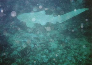Leopard shark