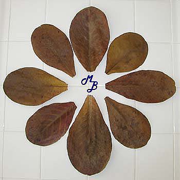 Great Source for Almond Leaves