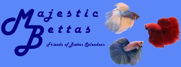 Majestic Bettas
