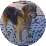 Se busCAN