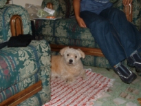 S.O.S malt�s perdido