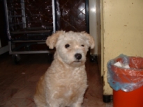 S.O.S malt�s perdido