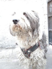 Gre�as en Adopci�n