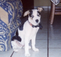 S.O.S. Morgan en adopci�n