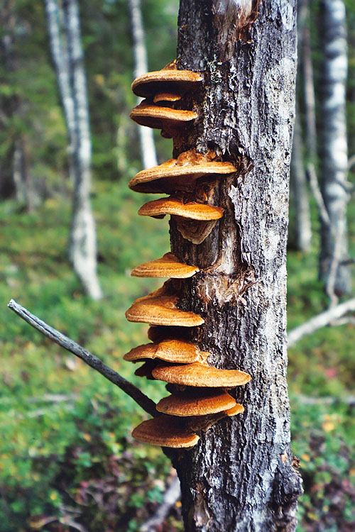 pilpasuo