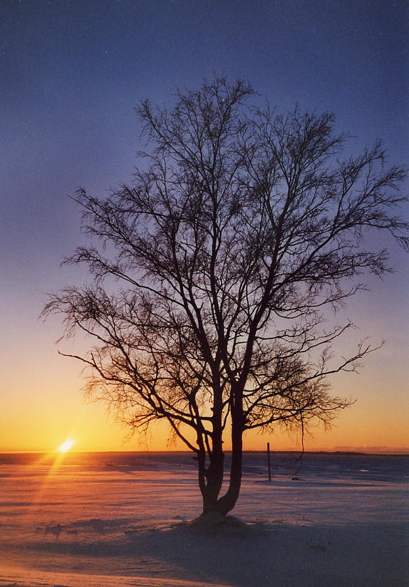 Nallikari, Oulu