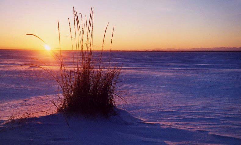 Nallikari, Oulu
