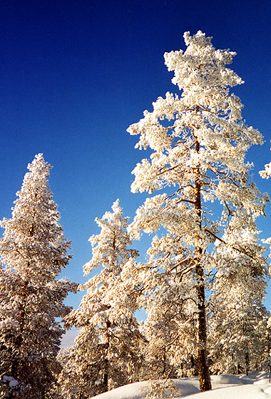 Ounasvaara, Rovaniemi