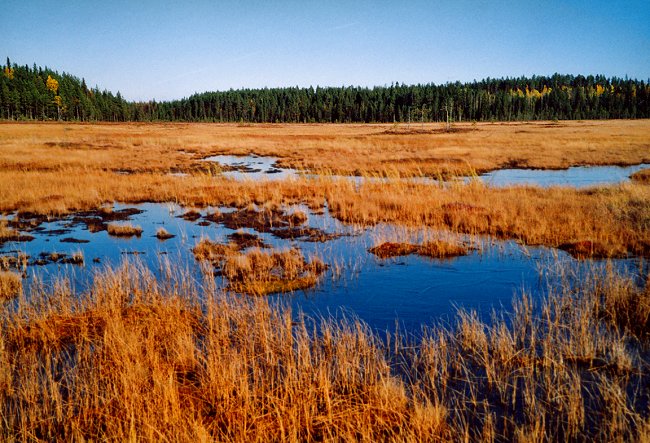pilpasuo