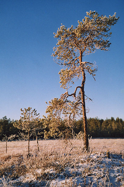 Mustalampi, Oulu