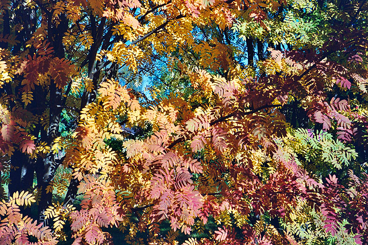 Click to visit Rovaniemi 2004 gallery