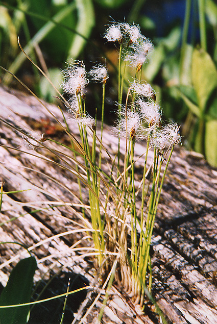 plants