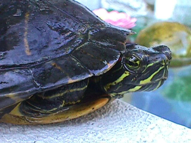 Red Eared Sliders Up for ADOPTION!