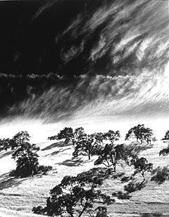 trees.gif (77339 bytes)