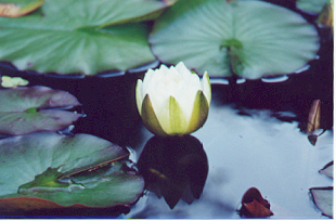 white water lily 67K