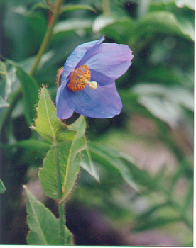 blue poppy 105K