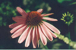 coneflower 12K