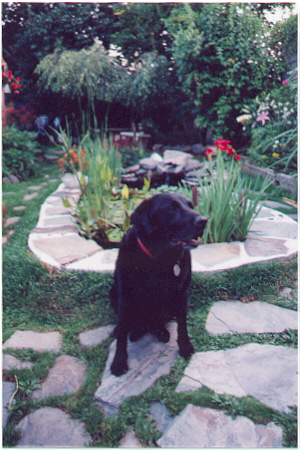 dog in front of pond 169K