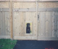 dog in a window 10K