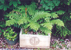 ferns in planter 80K