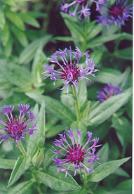 purple cornflower 74K