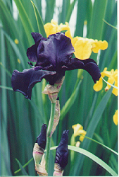 bearded iris 58K