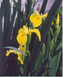 yellow iris 67K