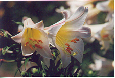 white lily 44K