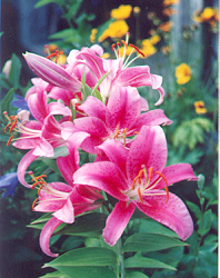 pink lily 76K