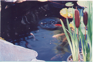 pond and fish 77K