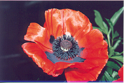 oriental poppy 61K
