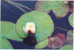 white pond lily 82K