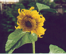 sunflower 59K