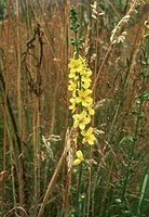 Agrimonia eupatoria Odermennig