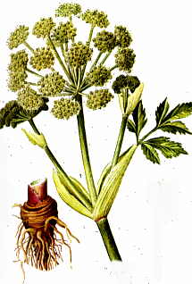 Angelica officinalis <BR> of Archangelica officinalis