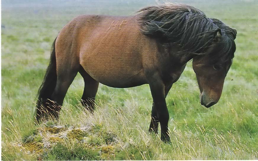 Is this Dickon's pony?