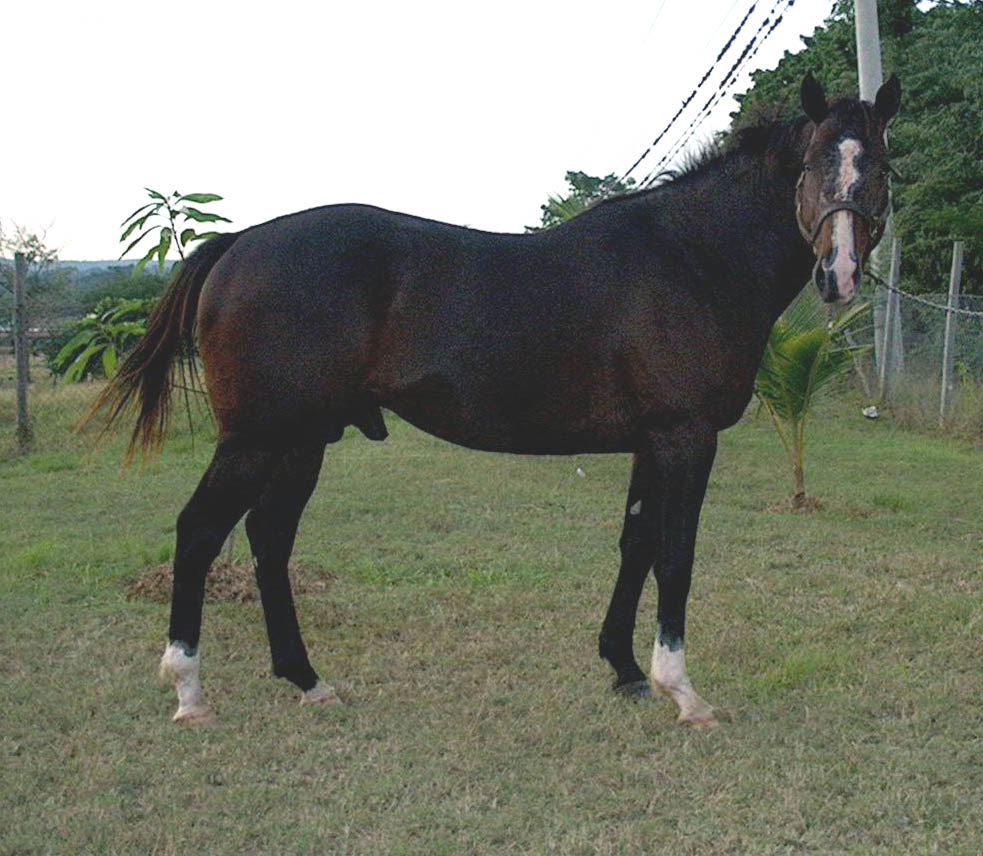 Summit Storm Courtesy of Spring Park Stud THANK YOU!!