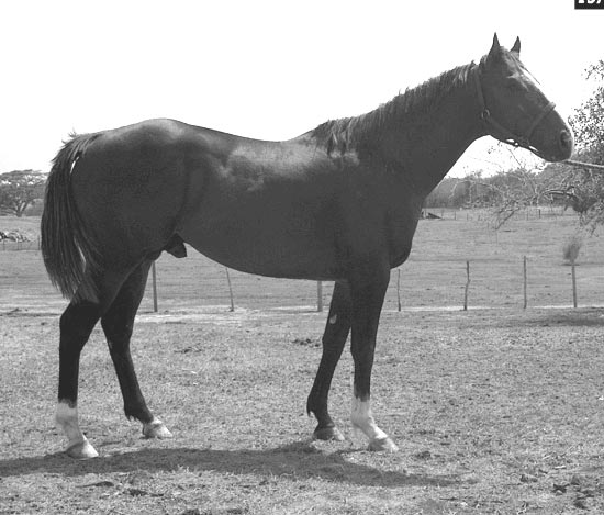 Spring Park Stud Photo