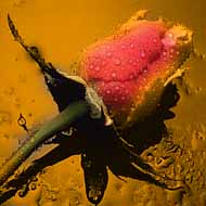 insight_04.jpg (12629 bytes)
