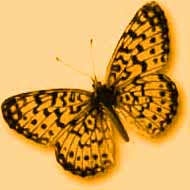 insight_06.jpg (12196 bytes)