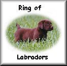 Click to join the ring of
Labrador Retrievers