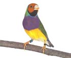 Gouldian   Finch