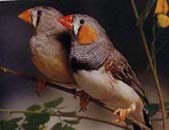 Zebra  Finch