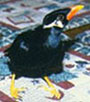 Gracula religiosa enggano