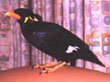 Gracula religiosa religiosa
