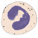 stabkerniger (junger) neutrophiler Granulozyt