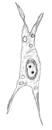 Fibroblast