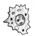 freie Makrophage